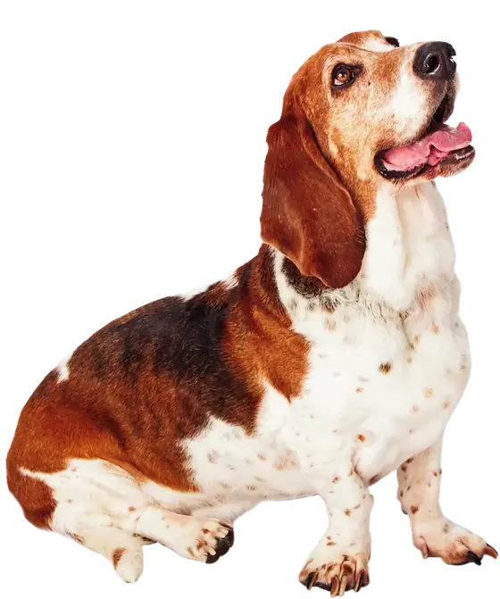 Un basset hound sentado con la lengua de fuera