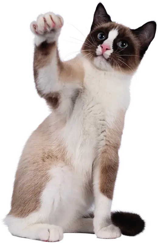 Un gato levantando la pata hacia un juguete