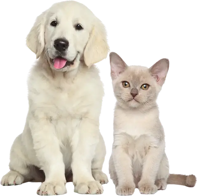 Un cachorro golden retriever sentado junto a un gatito